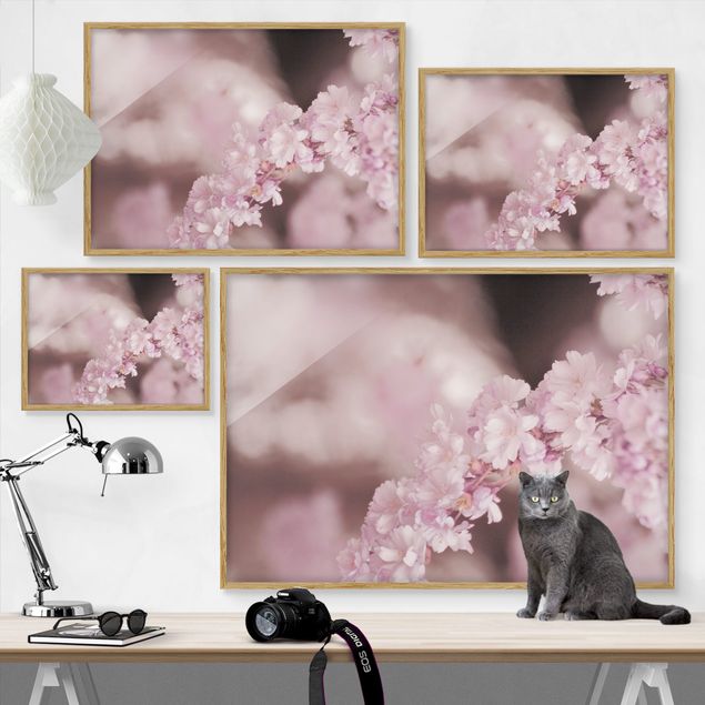 Framed poster - Cherry Blossoms In Purple Light