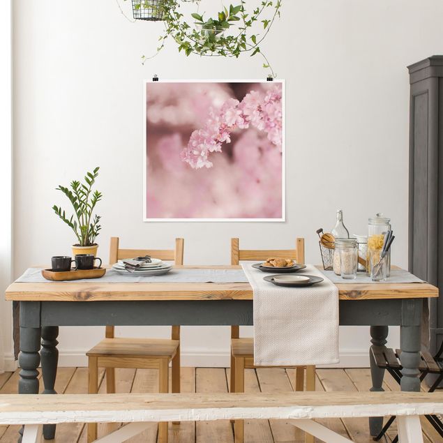 Poster - Cherry Blossoms In Purple Light