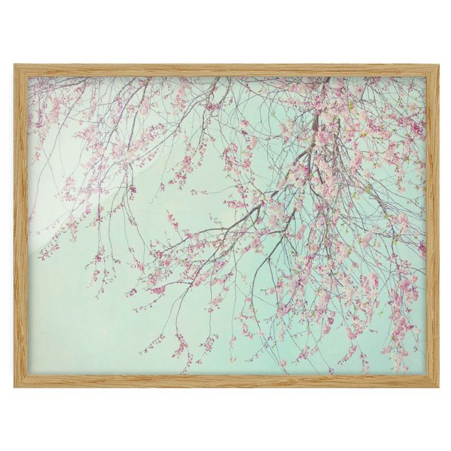 Framed poster - Cherry Blossom Yearning