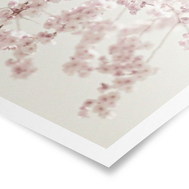 Poster - Dancing Cherry Blossoms