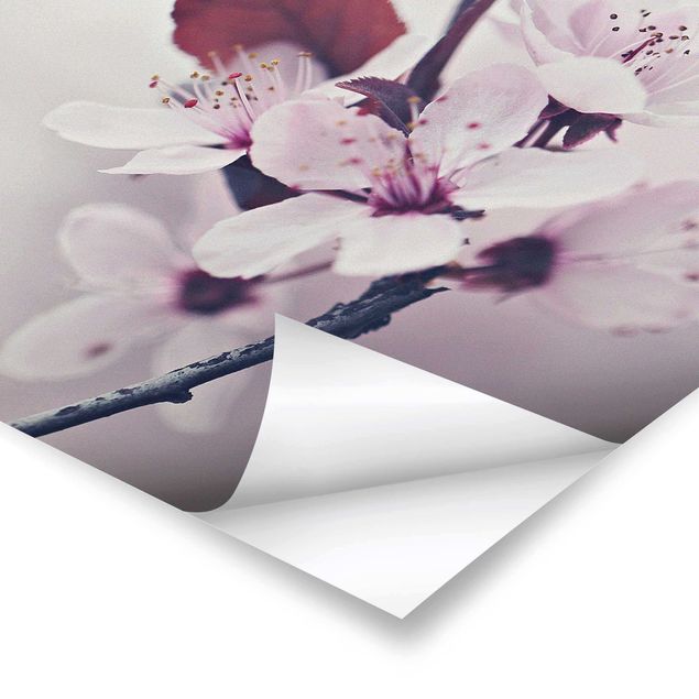 Poster - Cherry Blossom Branch Antique Pink