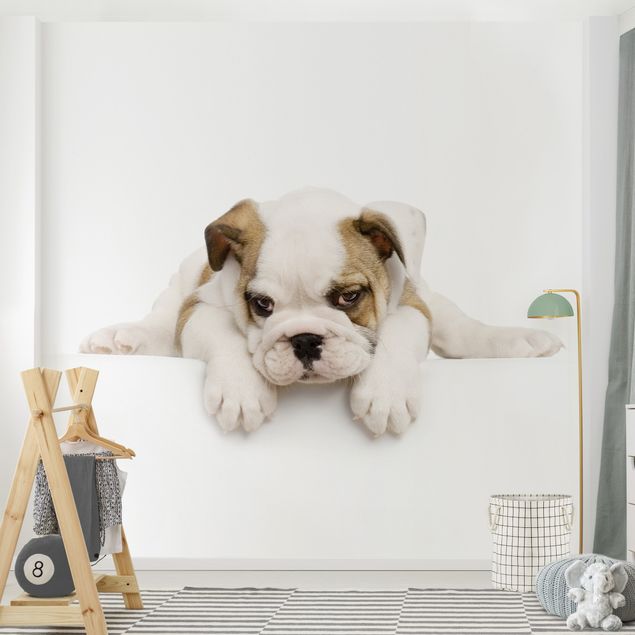 Wallpaper - Little Bulldog