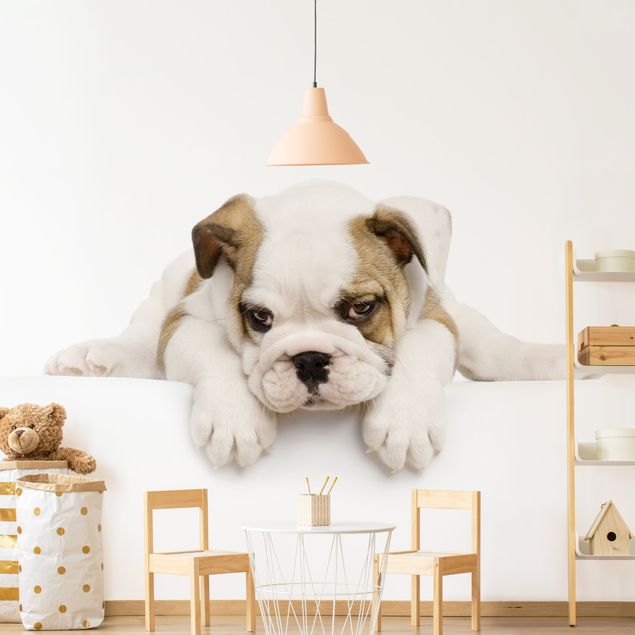 Wallpaper - Little Bulldog