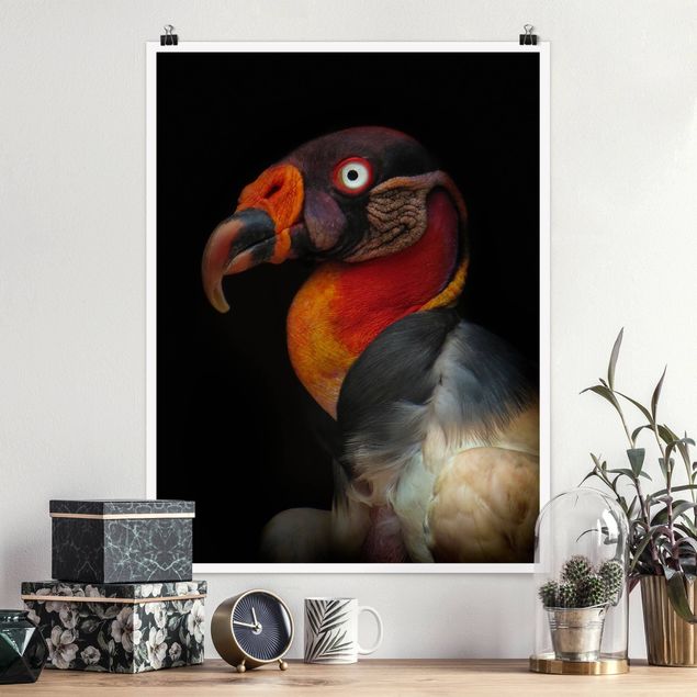 Poster - King Vulture In Front Of Black