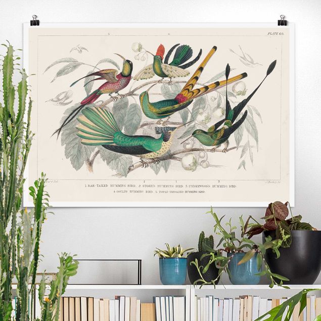 Poster art print - Hummingbird Diagram
