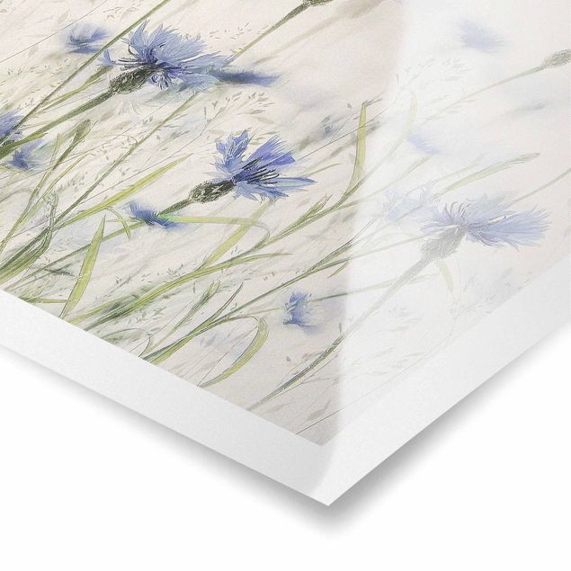 Poster - Cornflowers And Grasses In A Field