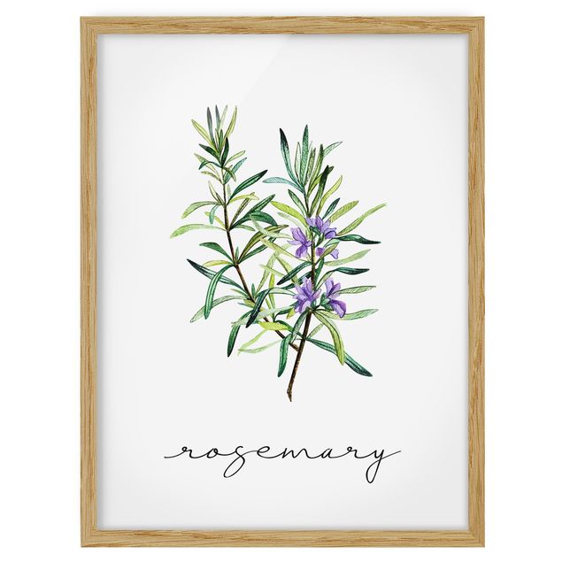 Framed poster - Herbs Illustration Rosemary