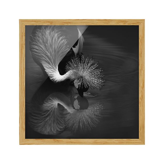 Framed poster - Crowned Crane Bow Black And White