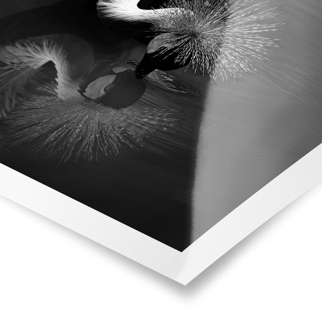 Poster - Crowned Crane Bow Black And White