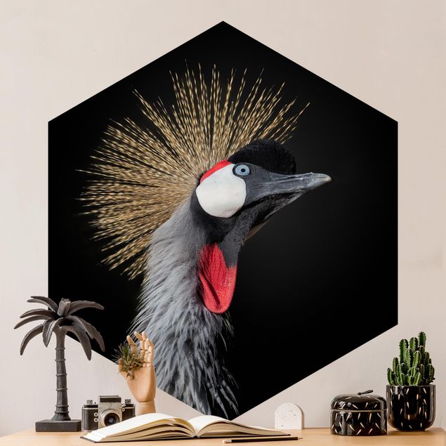 Wallpapers Crowned Crane In Front Of Black
