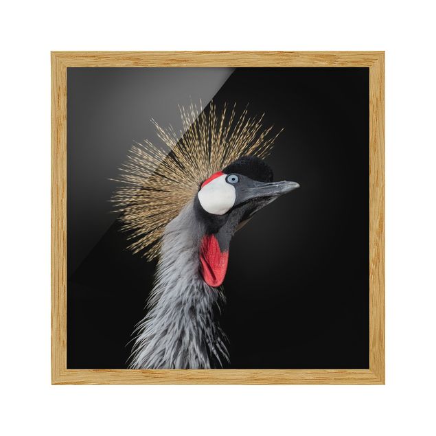 Framed poster - Crowned Crane In Front Of Black