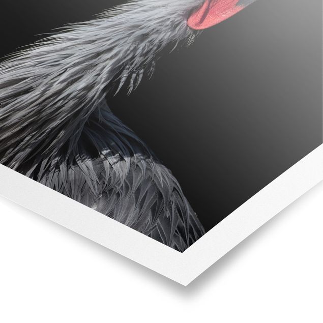Poster - Crowned Crane In Front Of Black