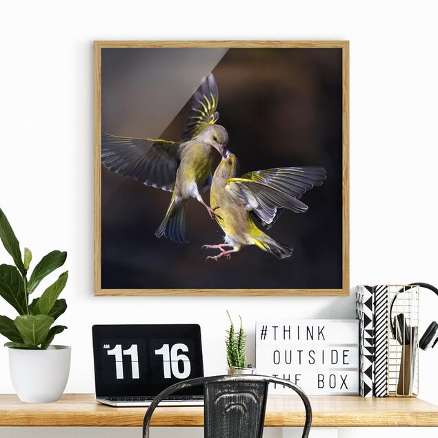 Framed poster - Kissing Hummingbirds