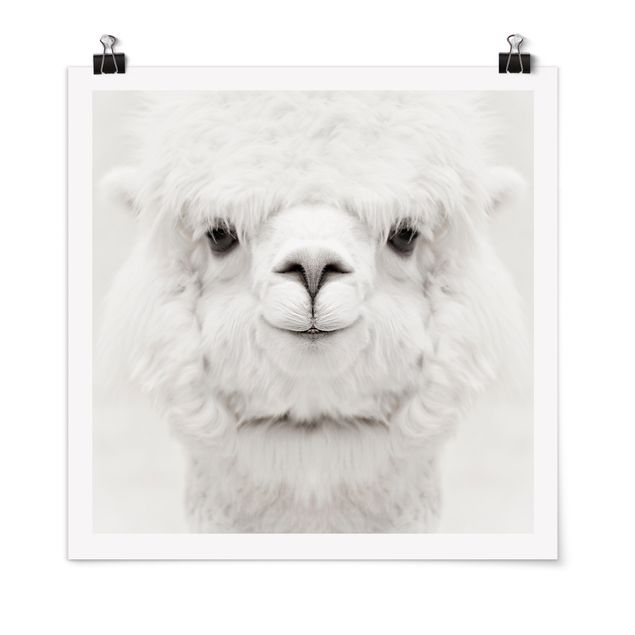 Poster - Smiling Alpaca