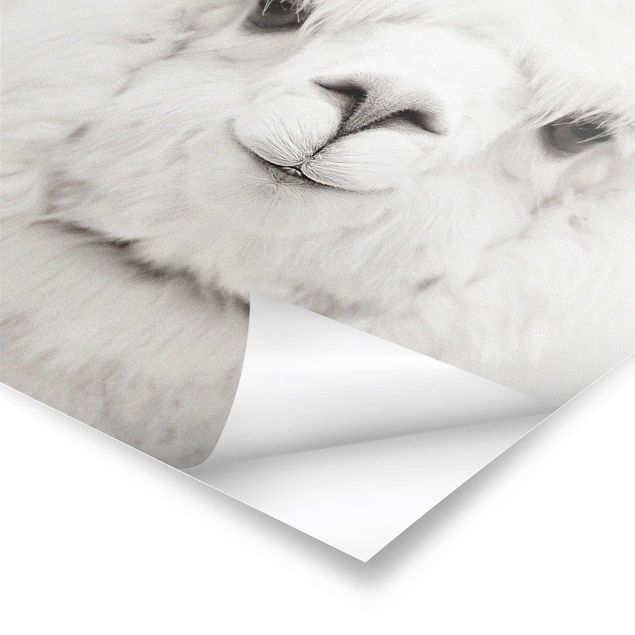 Poster - Smiling Alpaca