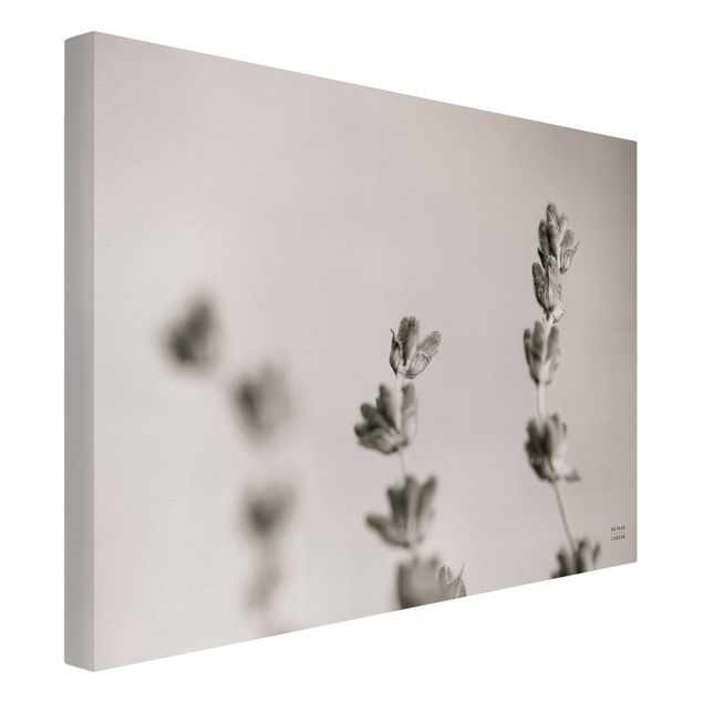 Canvas print - Lavender Study - Landscape format4:3