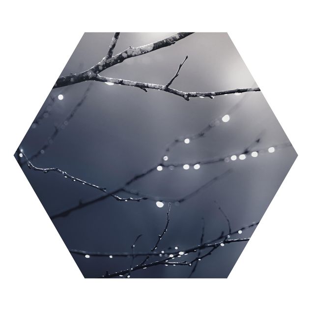 Alu-Dibond hexagon - Drops Of Light On A Branch Of A Birch Tree