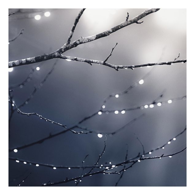 Print on forex - Drops Of Light On A Branch Of A Birch Tree - Square 1:1