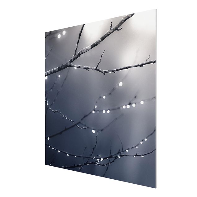 Print on forex - Drops Of Light On A Branch Of A Birch Tree - Square 1:1