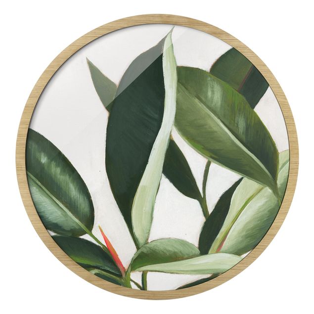 Circular framed print - Favorite Plants - Rubber Tree
