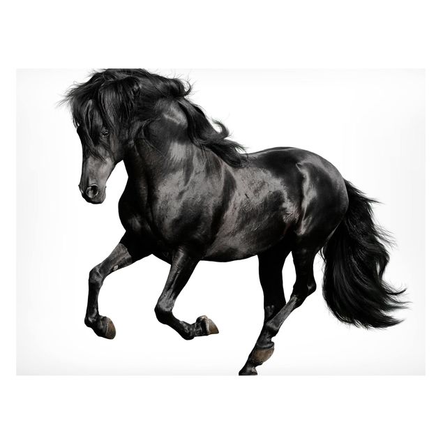 Magnetic memo board - Arabian Stallion