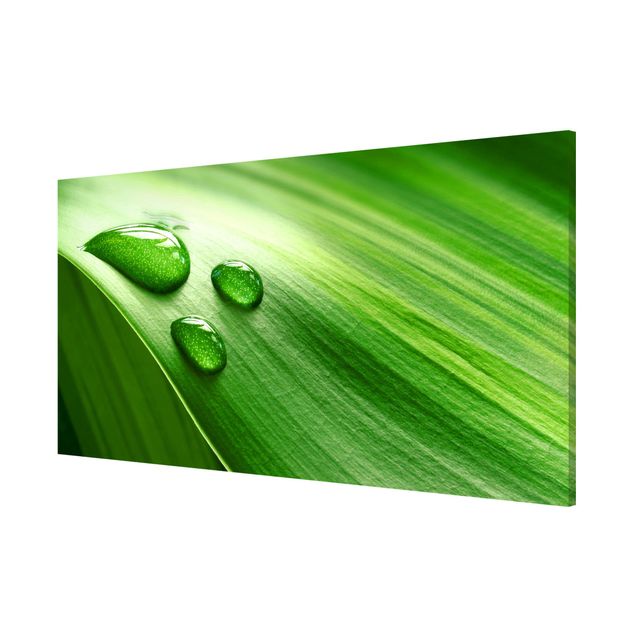 Magnetic memo board - Banana Leaf With Drops
