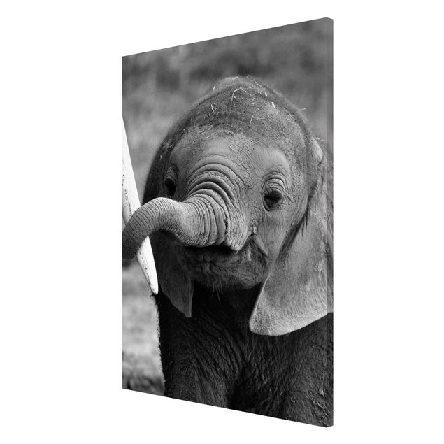 Magnetic memo board - Baby Elephant
