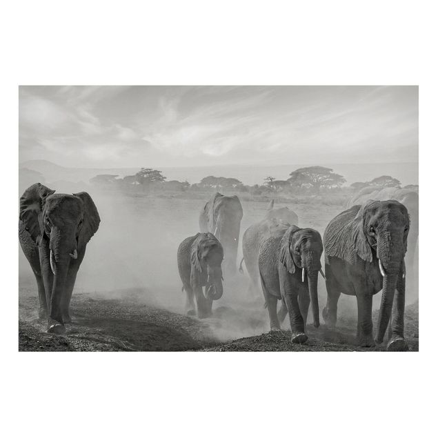 Magnetic memo board - Herd Of Elephants