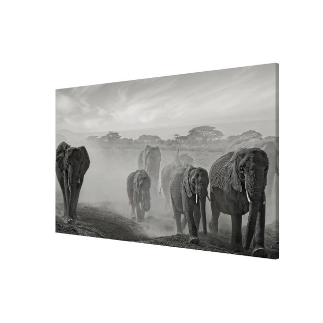 Magnetic memo board - Herd Of Elephants