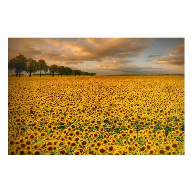 Magnetic memo board - Field With Sunflowers
