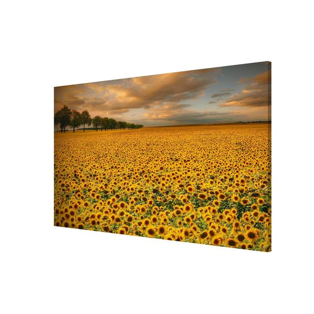 Magnettafel - Feld mit Sonnenblumen - Memoboard Quer