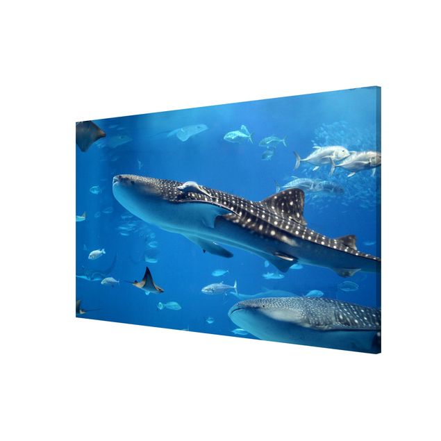 Magnetic memo board - Fish in the Sea