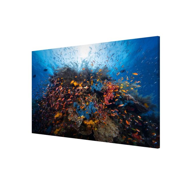 Magnetic memo board - Lagoon With Fish
