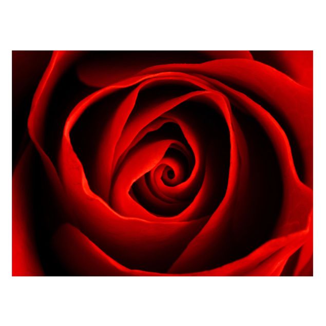 Magnetic memo board - Lovely Rose