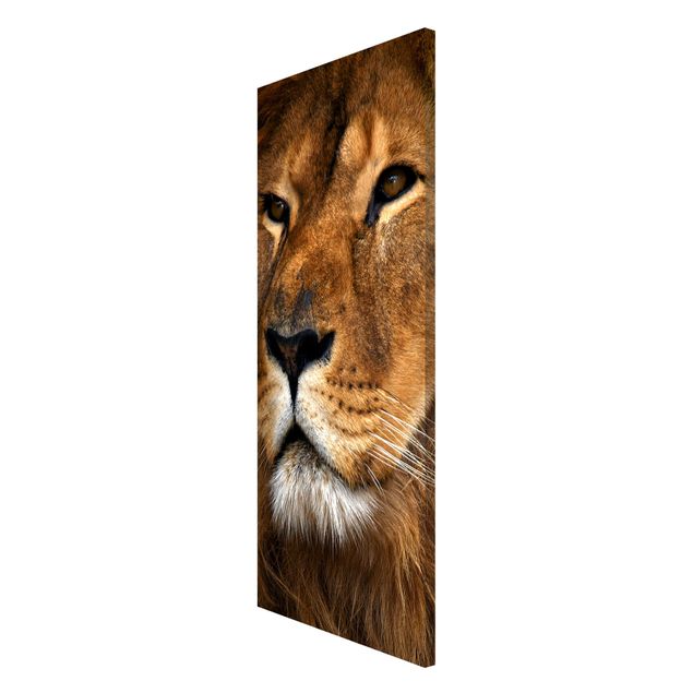 Magnetic memo board - Lion's Gaze