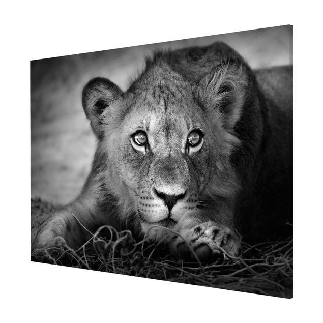 Magnetic memo board - Lurking Lionbaby