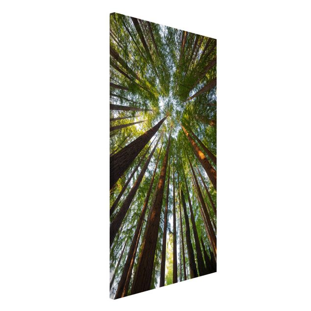 Magnetic memo board - Sequoia Tree Tops