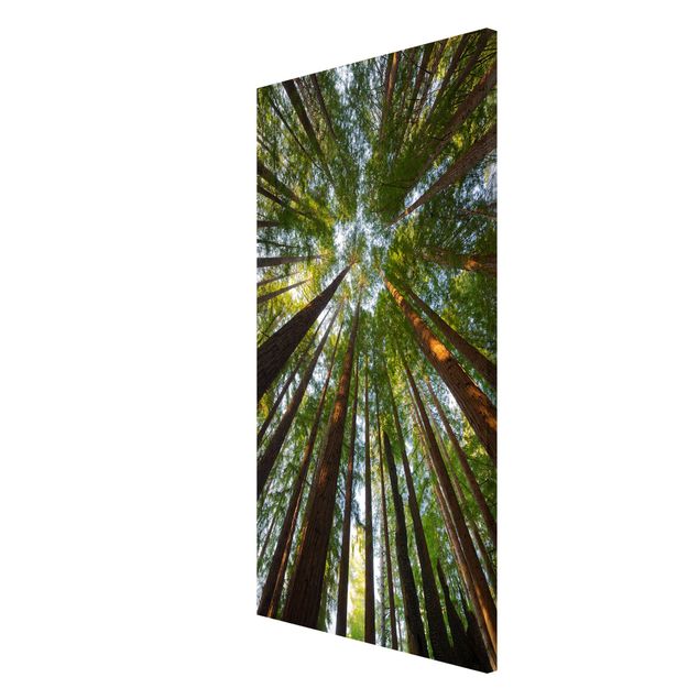 Magnetic memo board - Sequoia Tree Tops