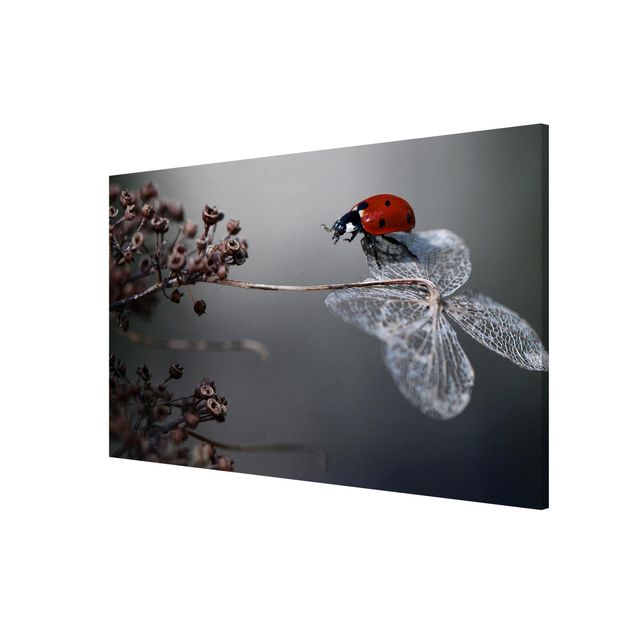 Magnetic memo board - Ladybird On Hydrangea