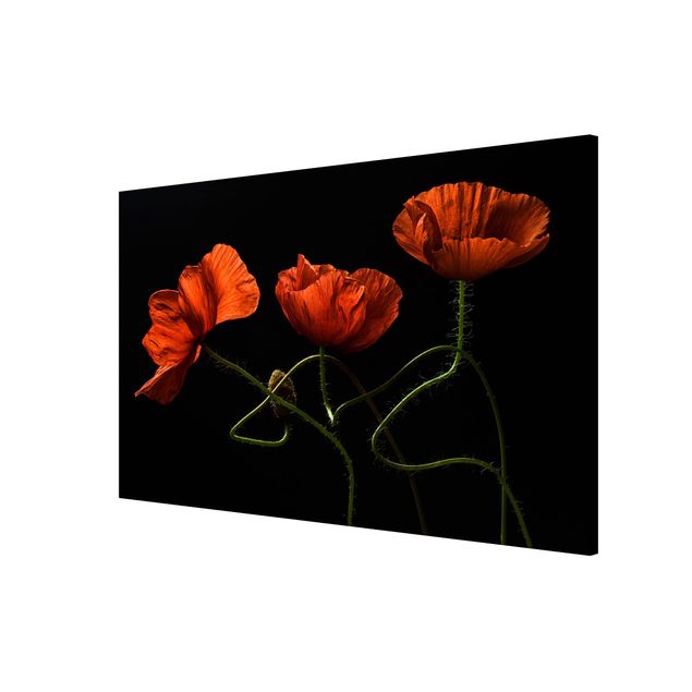 Magnetic memo board - Poppies At Midnight
