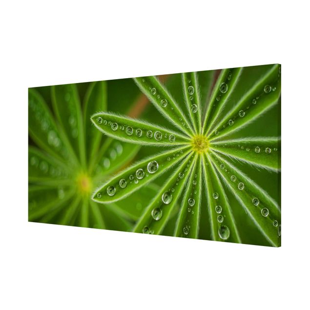 Magnetic memo board - Morning Dew On Lupine Leaves