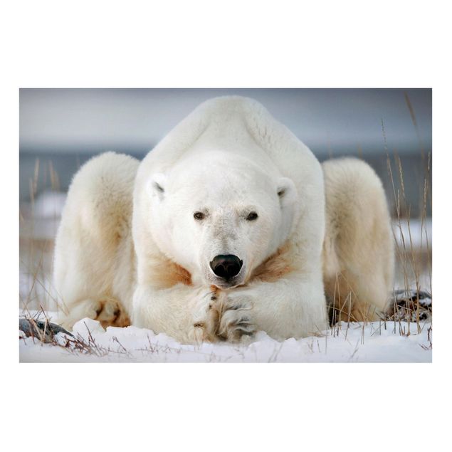 Magnetic memo board - Contemplative Polar Bear