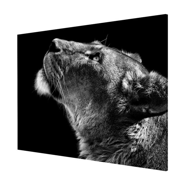 Magnetic memo board - Portrait Of A Lioness