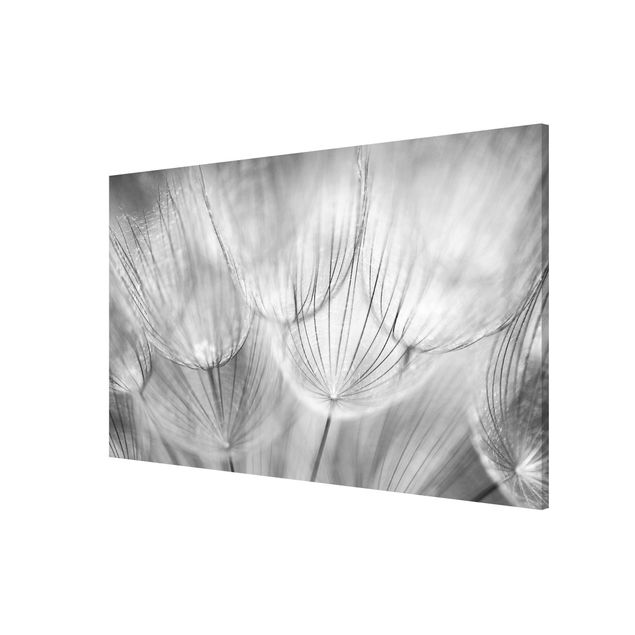 Magnetic memo board - Dandelions Macro Shot In Black And White