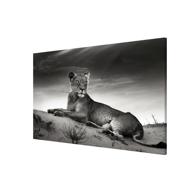 Magnetic memo board - Resting Lion