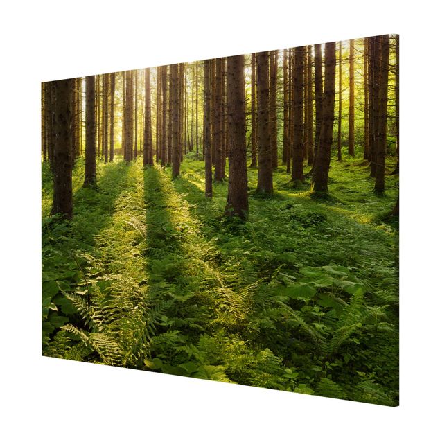 Magnetic memo board - Sun Rays In Green Forest