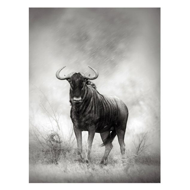 Magnetic memo board - Staring Wildebeest