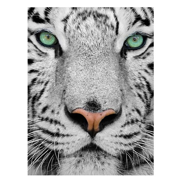 Magnetic memo board - White Tiger