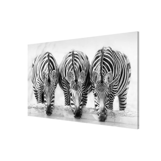 Magnetic memo board - Zebra Trio In Black And White
