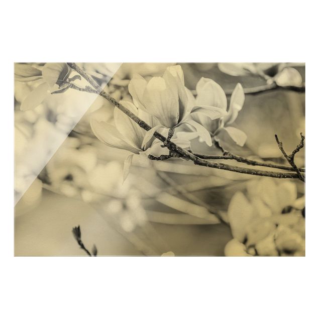 Glass print - Magnolia Twig Vintage Style II - Landscape format